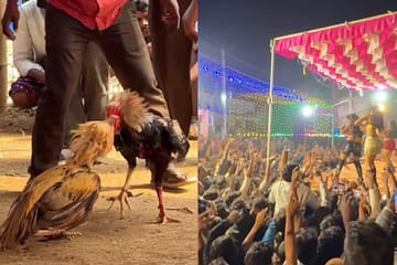 🔥Sankranthi Cockfight Shocker: ₹1,000+ Crores Turnover in Just ONE Day? Ground Reality Explained ca012638-861f-4bbc-b08d-6c2cd958dbd5.jpg