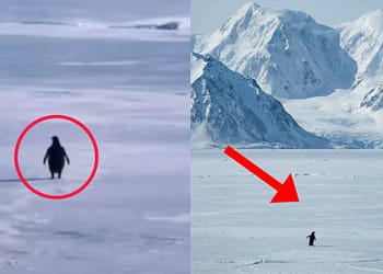 Viral Penguin Story: Video Brings Joy Across Social Media 4a9e6c25-6b99-457e-82b1-53facc6700de.jpg